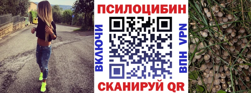 Купить где Перевоз Псилоцибиновые грибы Psilocybine cubensis